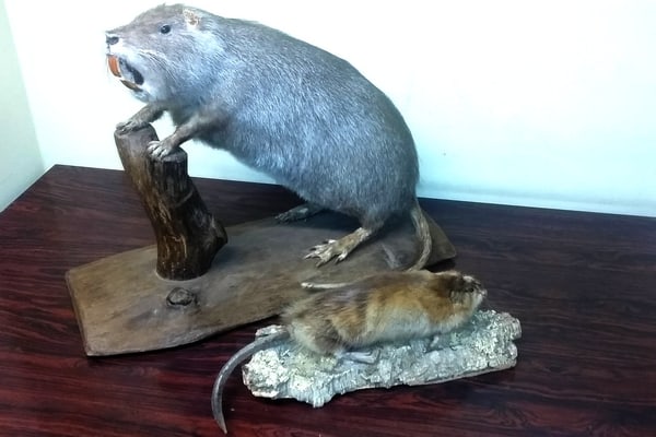 Comparaison Rat Musque Ragondin C Stephan Adant Contrat De Riviere Sambre Affluents Comparaison Rat Musque Ragondin C Stephan Adant Contrat De Riviere Sambre Affluents