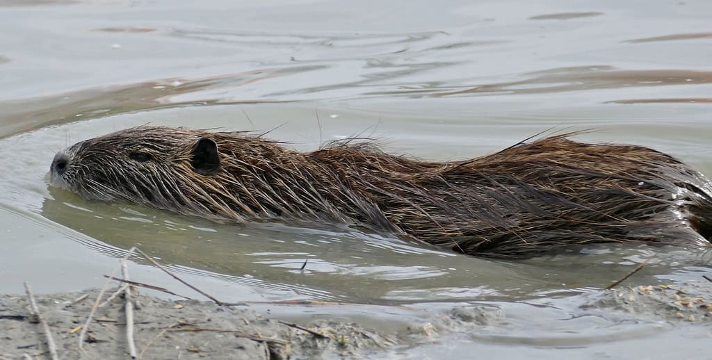 Ragondins Dans Le Bassin De La Sambre Avis De Recherche Contrat De Riviere Sambre Affluents Ragondins Dans Le Bassin De La Sambre Avis De Recherche Contrat De Riviere Sambre Affluents
