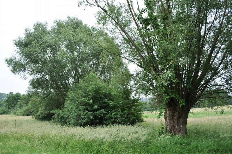 dsc-1414-a-tetard