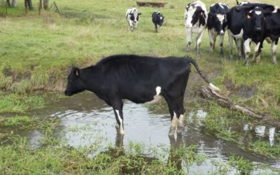 Clôturer les berges pour protéger nos cours d’eau.