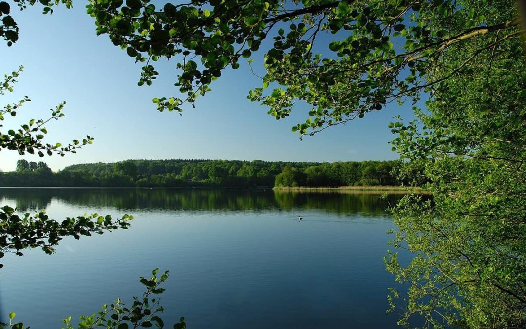 JWE – Fosses-la-Ville – Le réveil des oiseaux au lac de Bambois