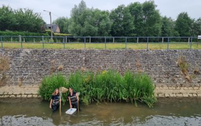 Végétalisation : mesurer l’impact des risbermes sur la biodiversité aquatique.