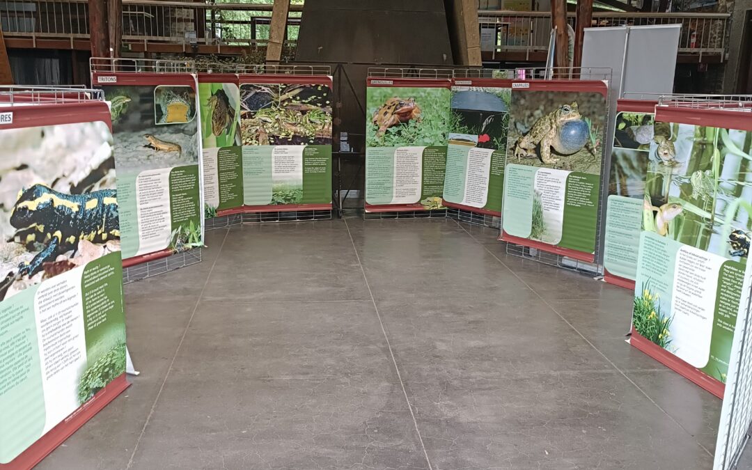 Exposition  » Le monde des amphibiens »