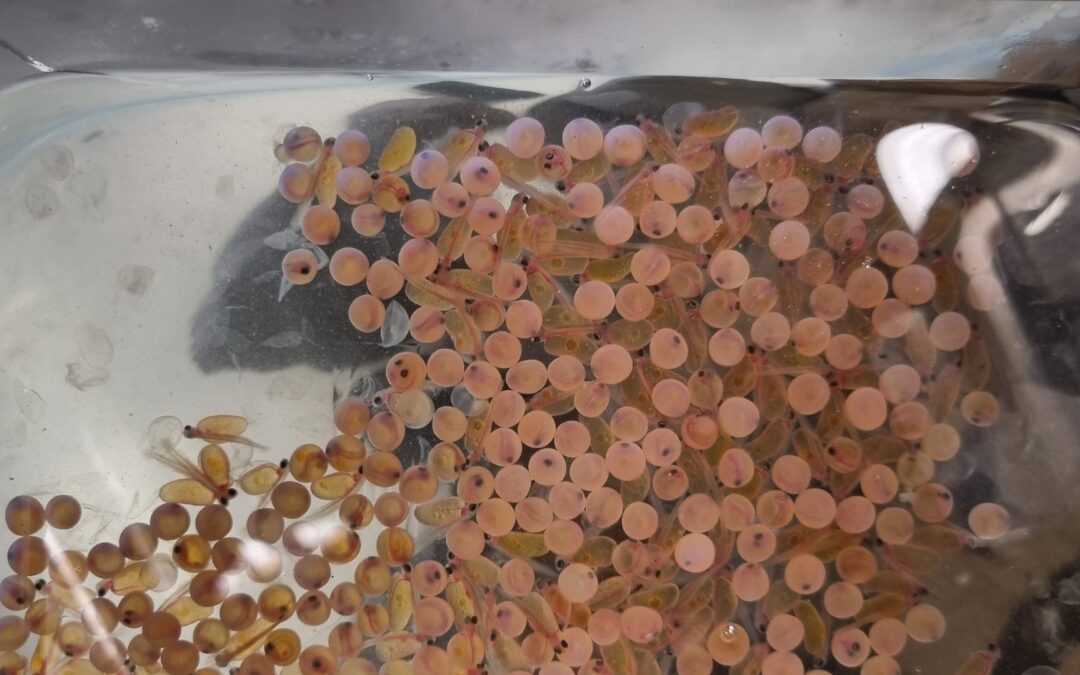 Aquarium en classe