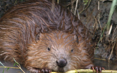 Biodiversité