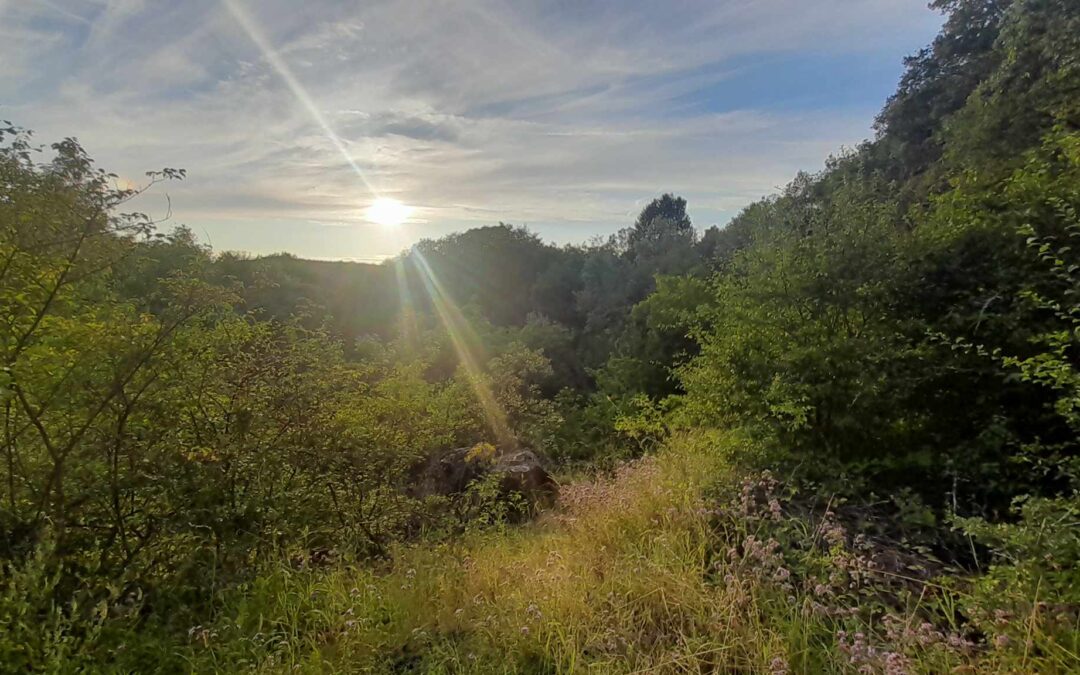 Ham-sur-Heure-Nalinnes – A la découverte de la réserve naturelle de Jamioulx