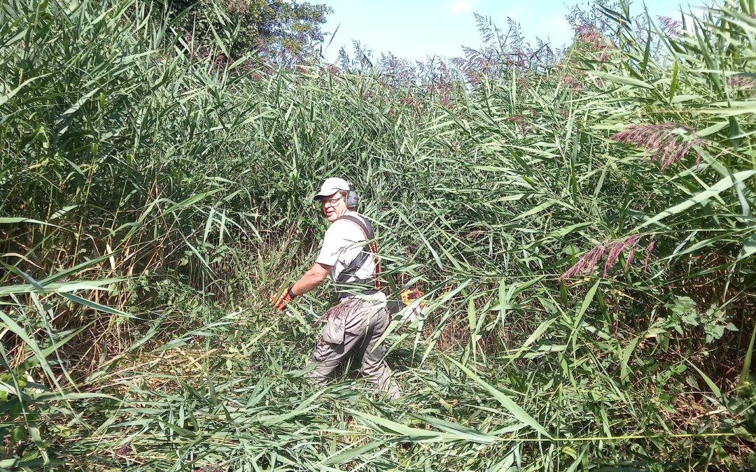 Gembloux : visite guidée d&rsquo;une zone humide protégée en cours de restauration