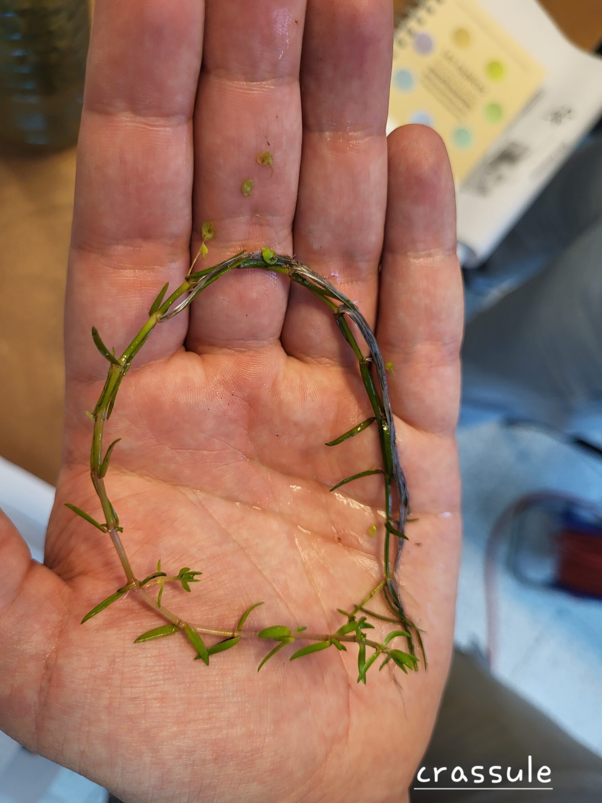 Crassule de Helms (𝘊𝘳𝘢𝘴𝘴𝘶𝘭𝘢 𝘩𝘦𝘭𝘮𝘴𝘪𝘪)