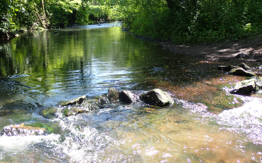 La Directive européenne Cadre sur l’Eau a 25 ans : où en est la Wallonie ?