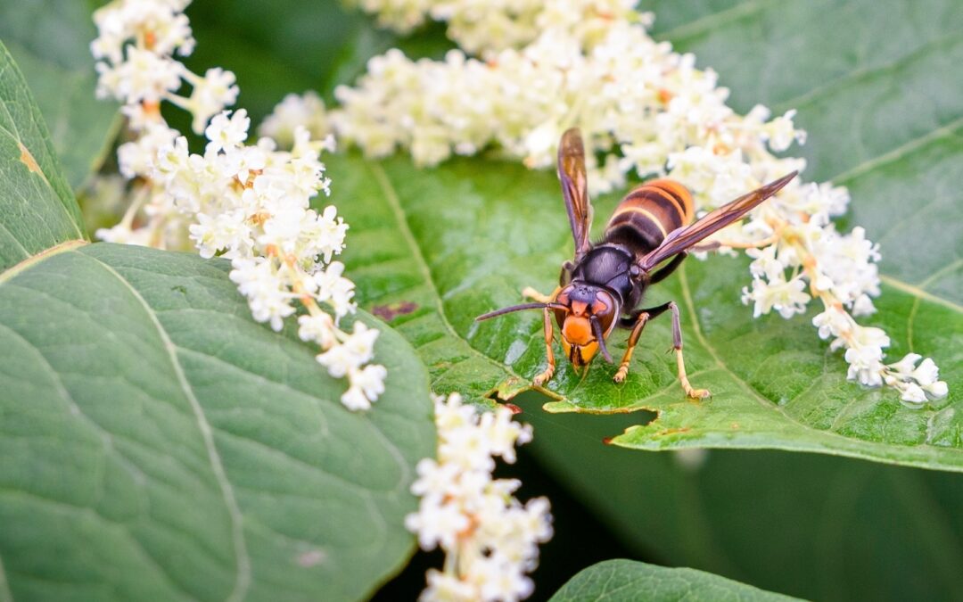 26 nouvelles espèces inscrites sur la liste des espèces exotiques envahissantes préoccupantes pour l’Union européenne : Appel à témoignage !