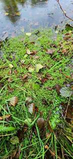 Crassule de Helms (𝘊𝘳𝘢𝘴𝘴𝘶𝘭𝘢 𝘩𝘦𝘭𝘮𝘴𝘪𝘪)