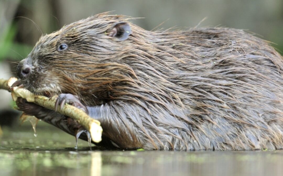 Le retour du castor en Wallonie : une bonne nouvelle ?